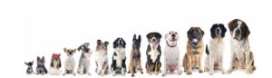 dogs love seo