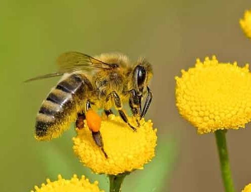 bee pollinating a flower