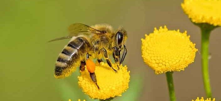 bee pollinating a flower