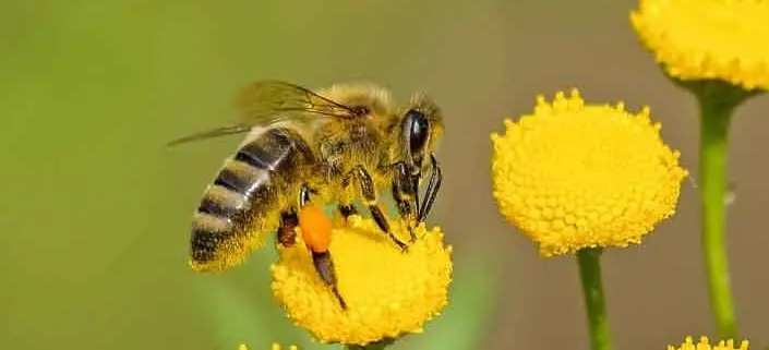 bee pollinating a flower