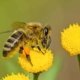 bee pollinating a flower