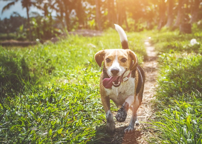 dog running in the grass