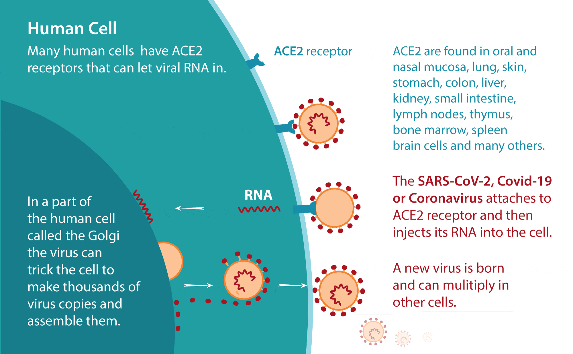 coronavirus-replication