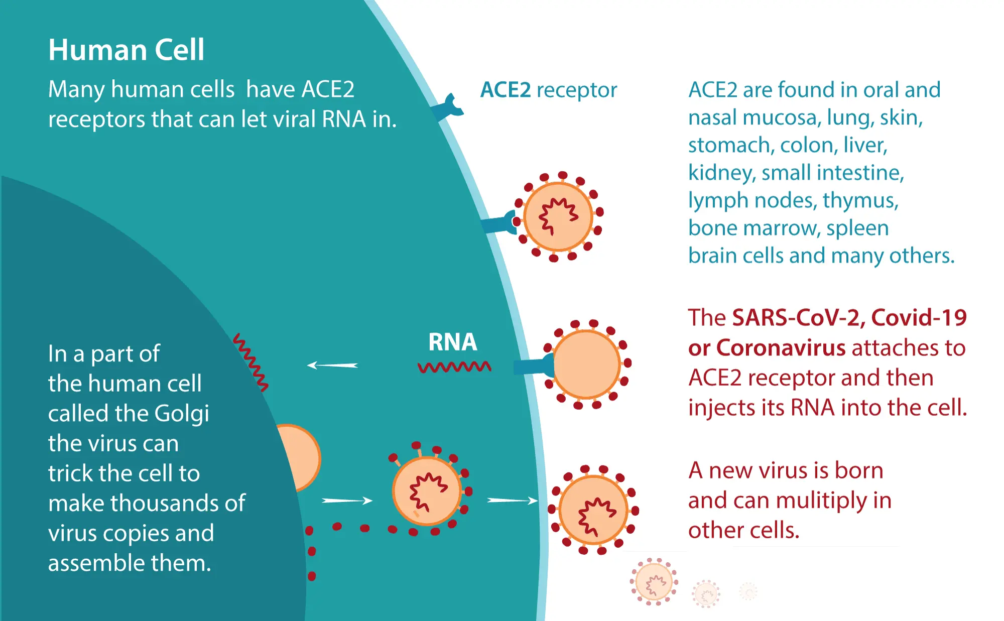 coronavirus-replication