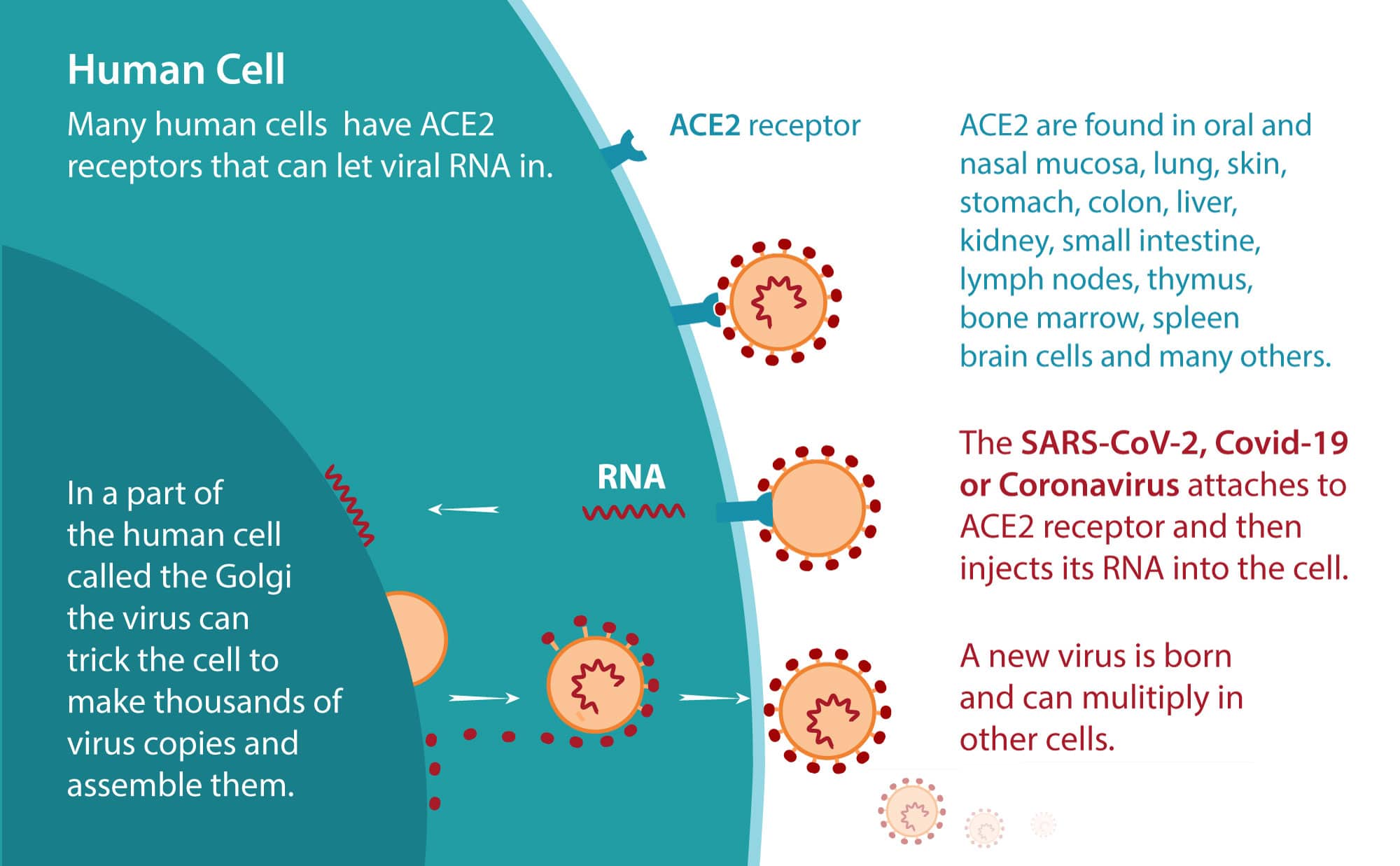 coronavirus-replication